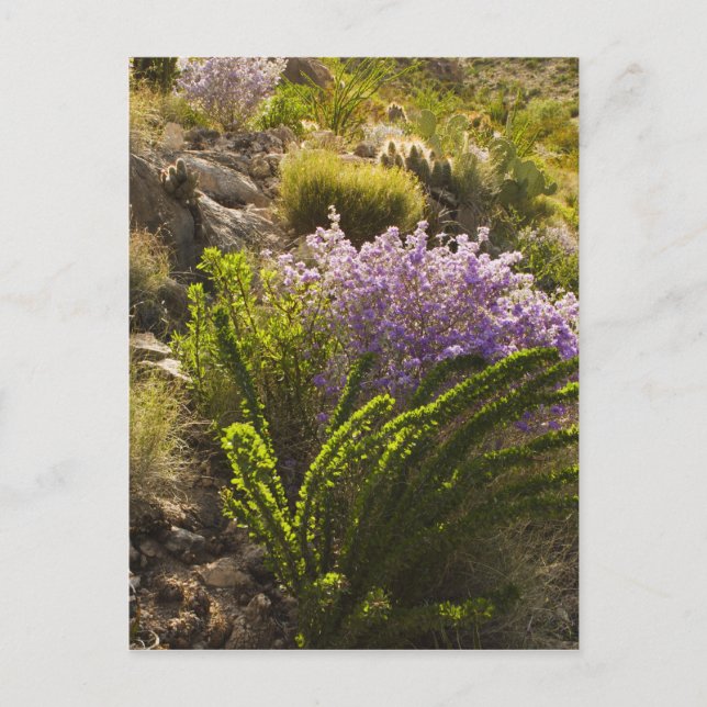 Chihuahuan desert plants in bloom postcard (Front)