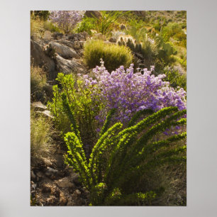 Chihuahuan desert plants in bloom poster