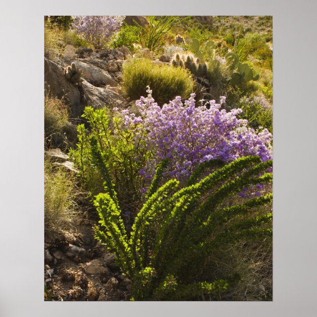 Chihuahuan desert plants in bloom poster (Front)