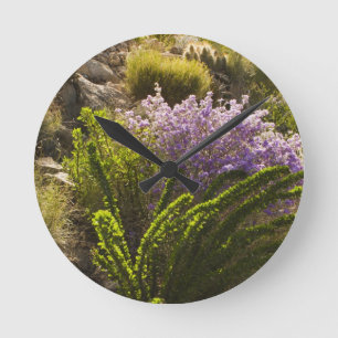 Chihuahuan desert plants in bloom round clock