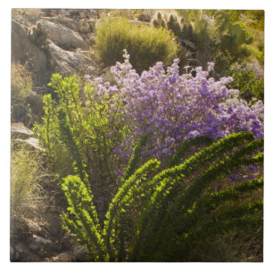 Chihuahuan desert plants in bloom tile