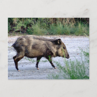 Chihuahuan Desert scene 10 javelina Postcard