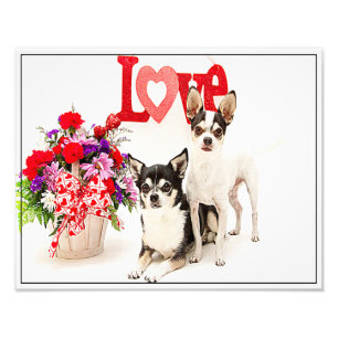 Chihuahua's, Flowers and Love Photo Print