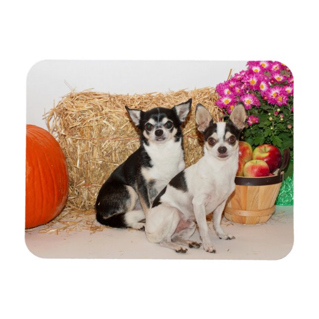 Chihuahua's in the fall magnet (Horizontal)