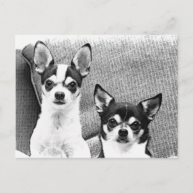 Chihuahua's Postcard (Front)