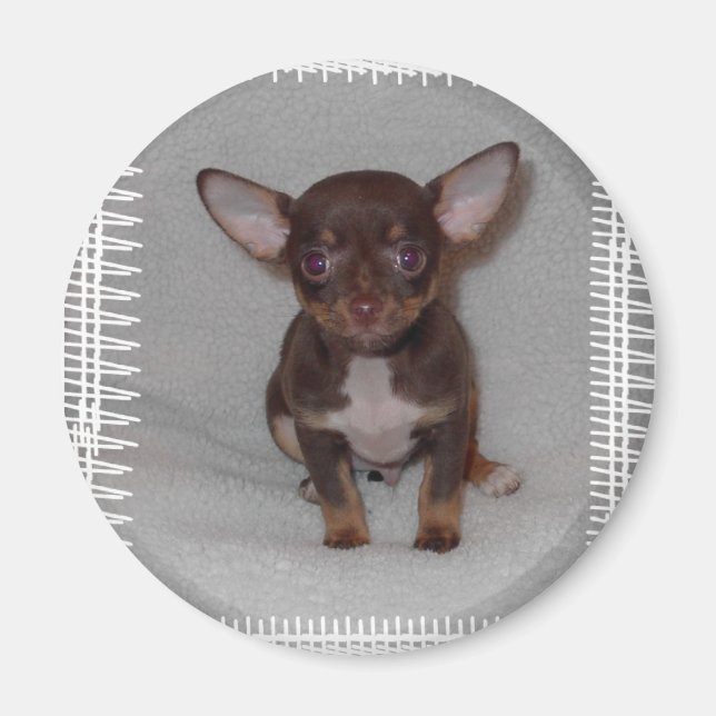 Chihuahua's Rule 1 Magnet (Front)