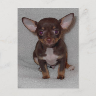 Chihuahua's Rule 1 Postcard