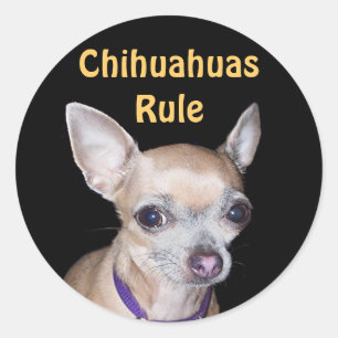 Chihuhahua Looking At You Classic Round Sticker