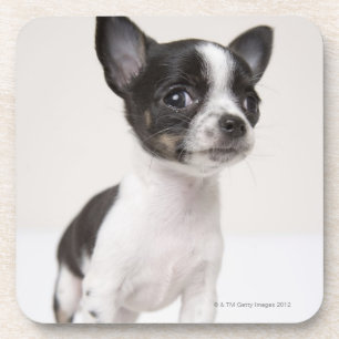 Chihuhua puppy standing on white fabric coaster
