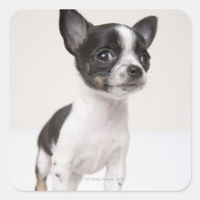 Chihuhua puppy standing on white fabric square sticker (Front)
