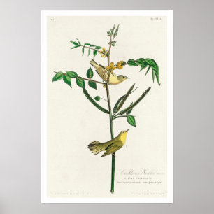 Children's Warbler by Audubon Poster