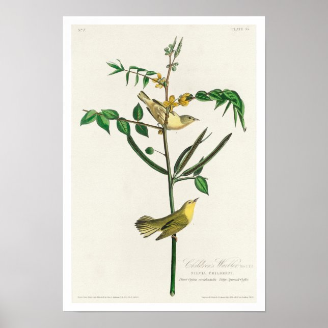 Children's Warbler by Audubon Poster (Front)