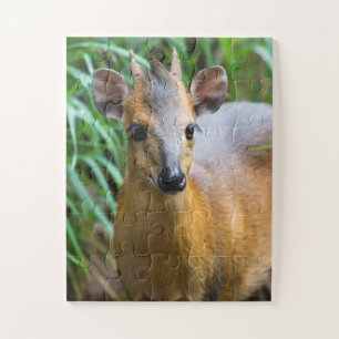 Children's Zoo Animal Puzzle