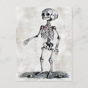 Child's Skeleton Postcard