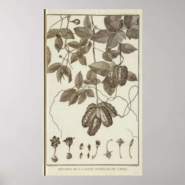 Chile 3 poster (Front)