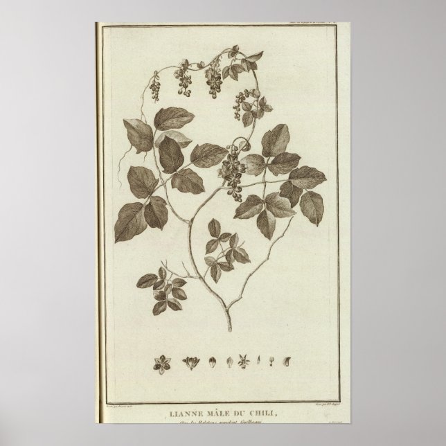 Chile 4 poster (Front)