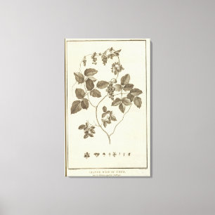 Chile 8 canvas print