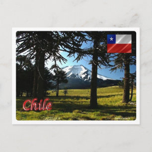 Chile - Araucarias - Postcard