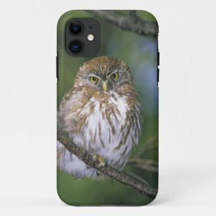 Chile, Aysen. Juvenile Autral Pygmy Owl iPhone 11 Case