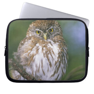 Chile, Aysen. Juvenile Autral Pygmy Owl Laptop Sleeve