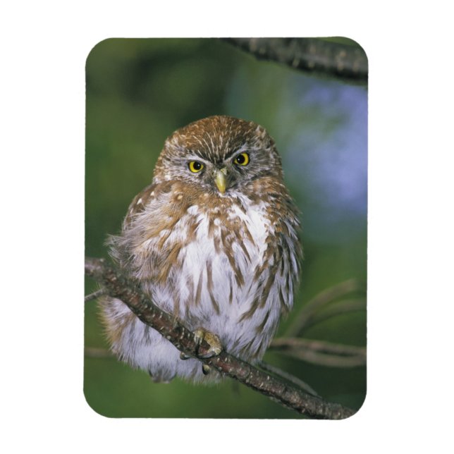 Chile, Aysen. Juvenile Autral Pygmy Owl Magnet (Vertical)