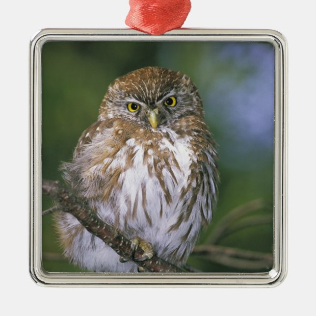Chile, Aysen. Juvenile Autral Pygmy Owl Metal Tree Decoration (Front)