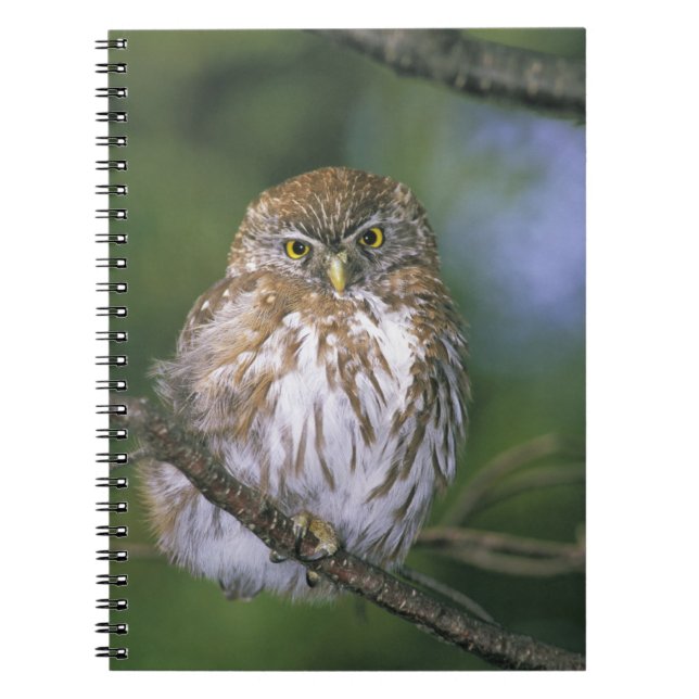 Chile, Aysen. Juvenile Autral Pygmy Owl Notebook (Front)