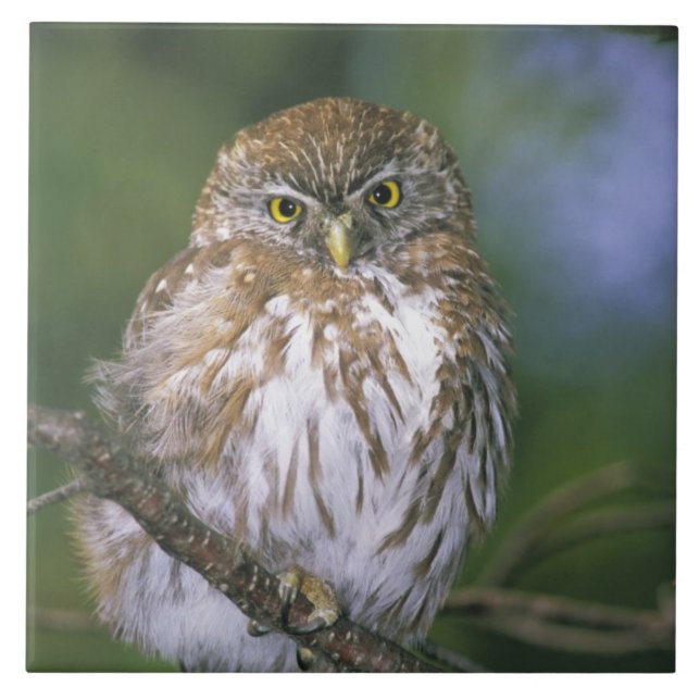 Chile, Aysen. Juvenile Autral Pygmy Owl Tile (Front)