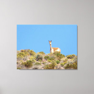 Chile Llama Canvas Print