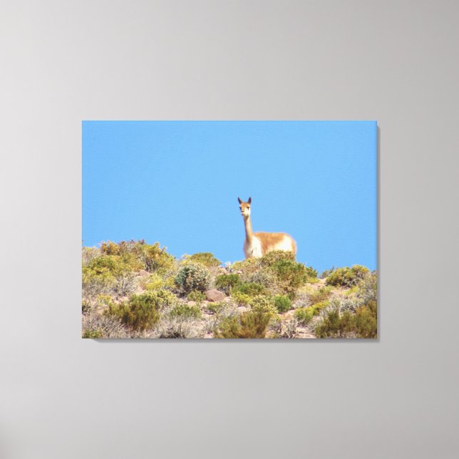 Chile Llama Canvas Print (Front)