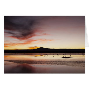 Chilean Flamingo