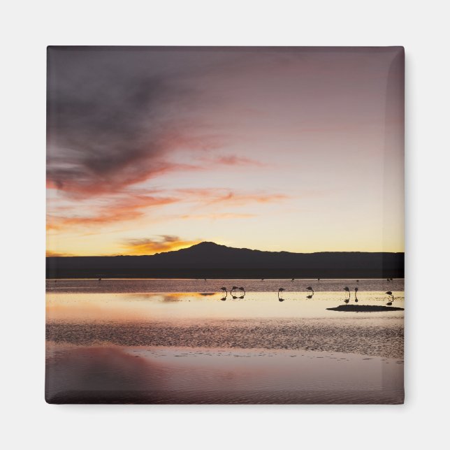 Chilean Flamingo Magnet (Front)