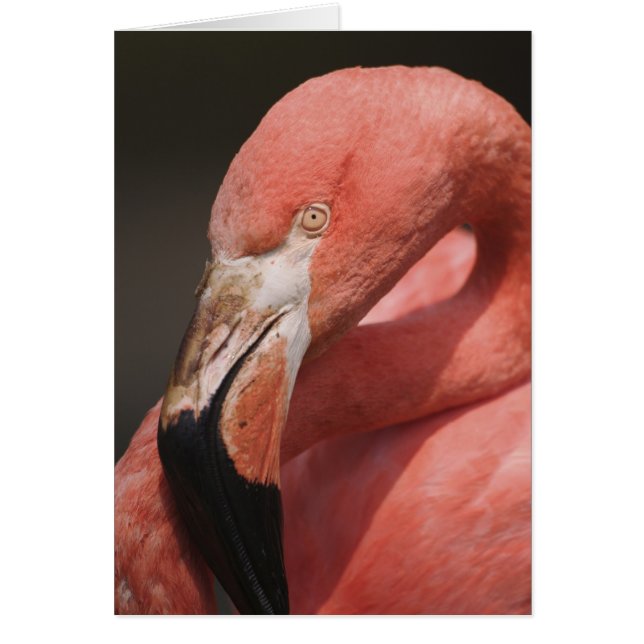 Chilean Flamingo, Phoenicopterus chilensis (Front)