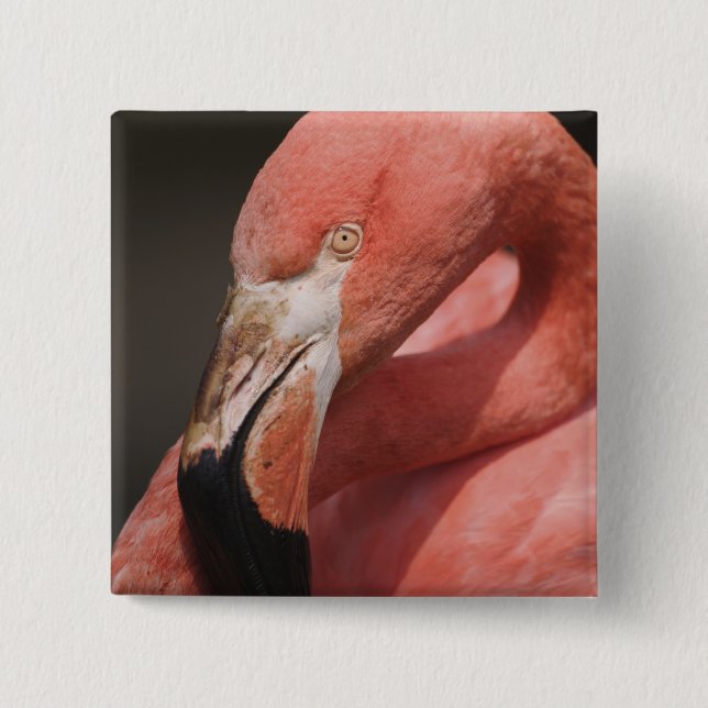 Chilean Flamingo, Phoenicopterus chilensis 15 Cm Square Badge (Front)