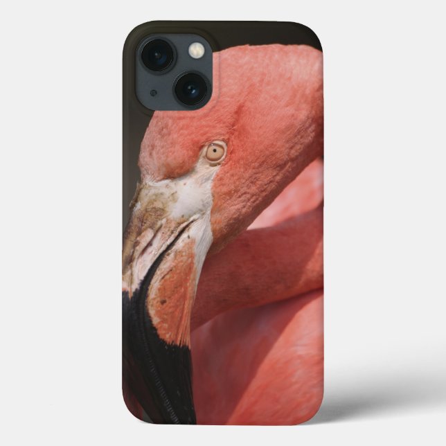 Chilean Flamingo, Phoenicopterus chilensis Case-Mate iPhone Case (Back)