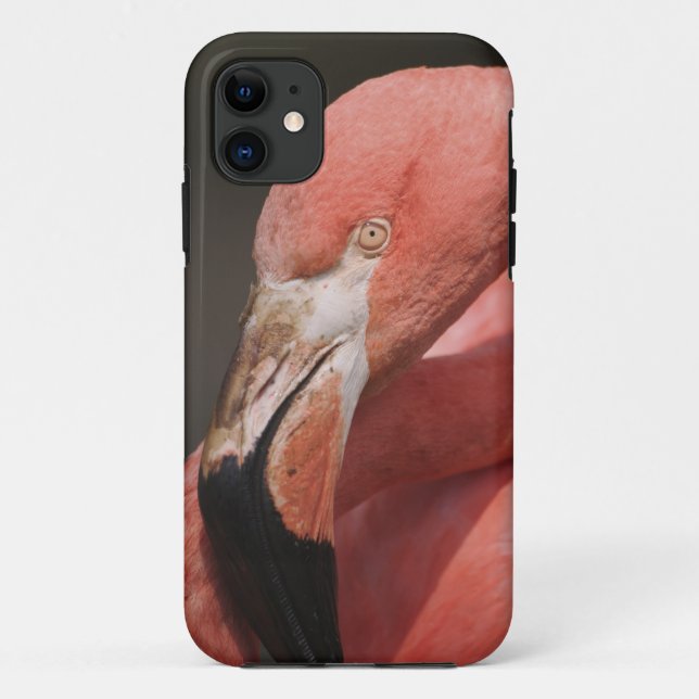 Chilean Flamingo, Phoenicopterus chilensis Case-Mate iPhone Case (Back)