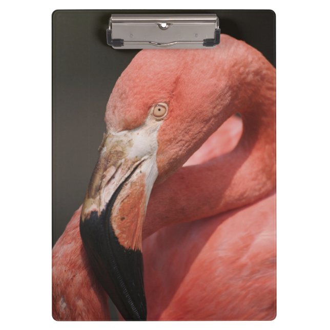 Chilean Flamingo, Phoenicopterus chilensis Clipboard (Front)