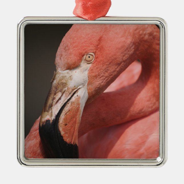 Chilean Flamingo, Phoenicopterus chilensis Metal Tree Decoration (Front)