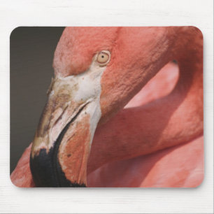 Chilean Flamingo, Phoenicopterus chilensis Mouse Mat