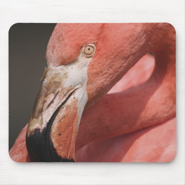 Chilean Flamingo, Phoenicopterus chilensis Mouse Mat (Front)