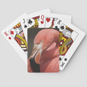 Chilean Flamingo, Phoenicopterus chilensis Playing Cards