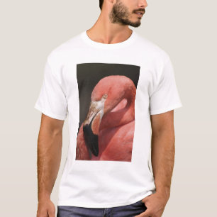 Chilean Flamingo, Phoenicopterus chilensis T-Shirt