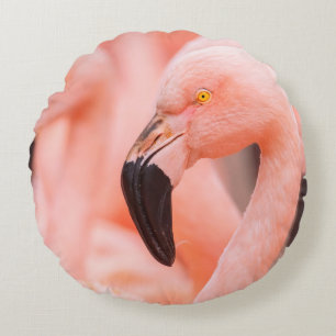 Chilean flamingo (Phoenicopterus chilensis), with  Round Cushion