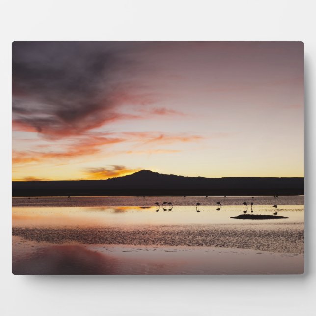 Chilean Flamingo Plaque (Front)