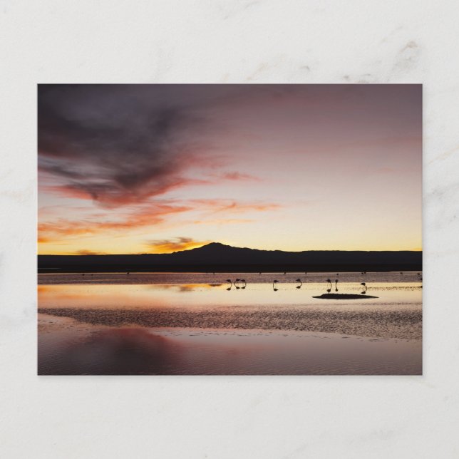 Chilean Flamingo Postcard (Front)