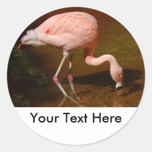 Chilean Flamingo Wildlife Classic Round Sticker