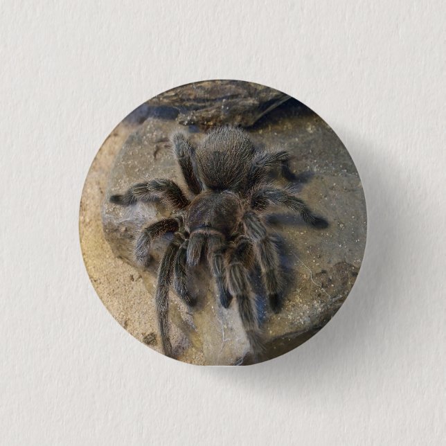 Chilean Rose Hair Tarantula 3 Cm Round Badge (Front)