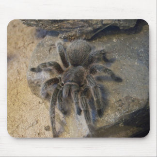 Chilean Rose Hair Tarantula Mouse Mat