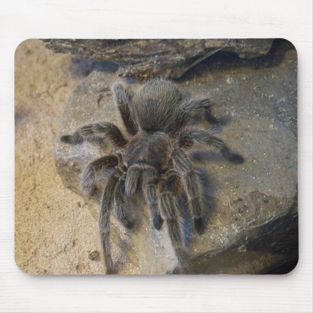 Chilean Rose Hair Tarantula Mouse Mat (Front)