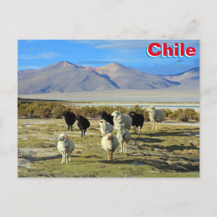 Chilean sheep postcard